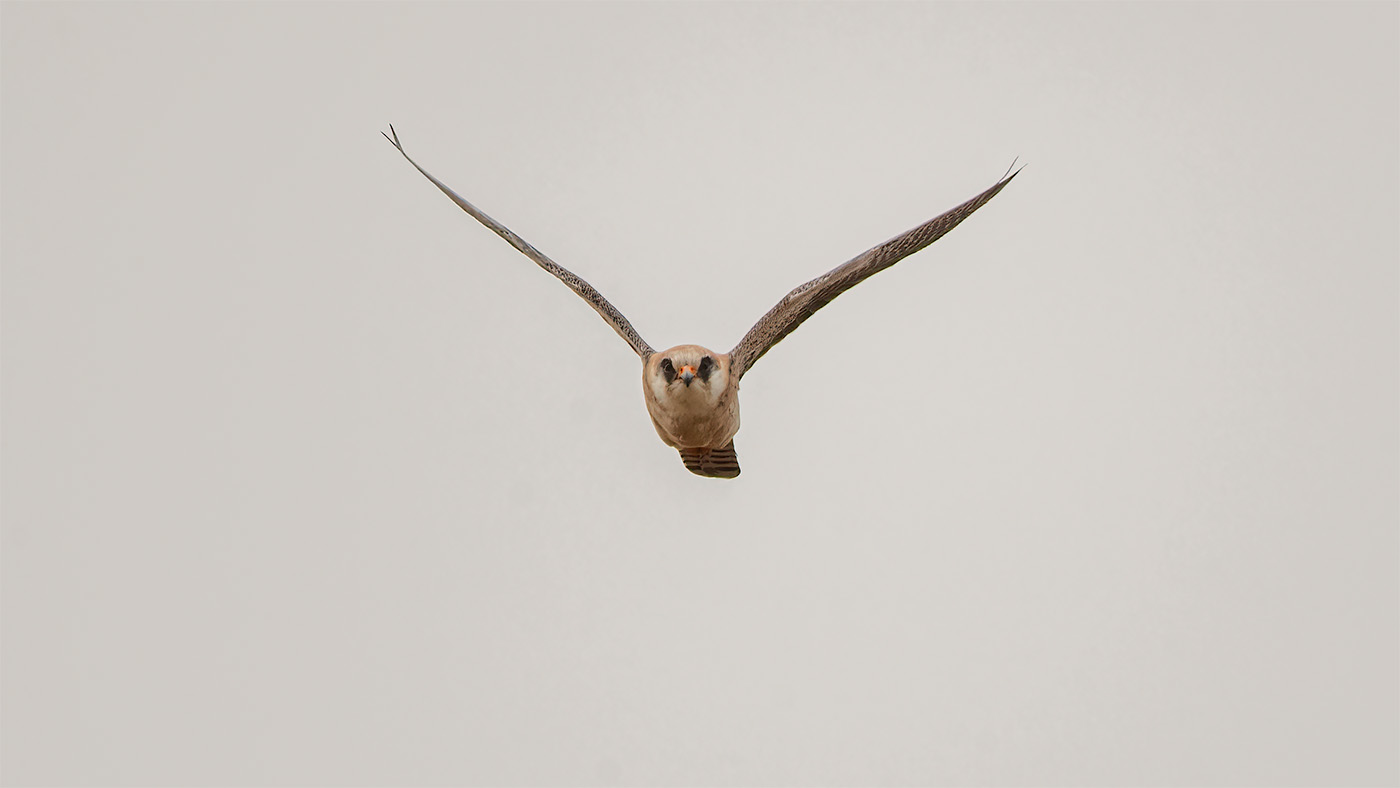 Roodpootvalk | Falco vespertinus