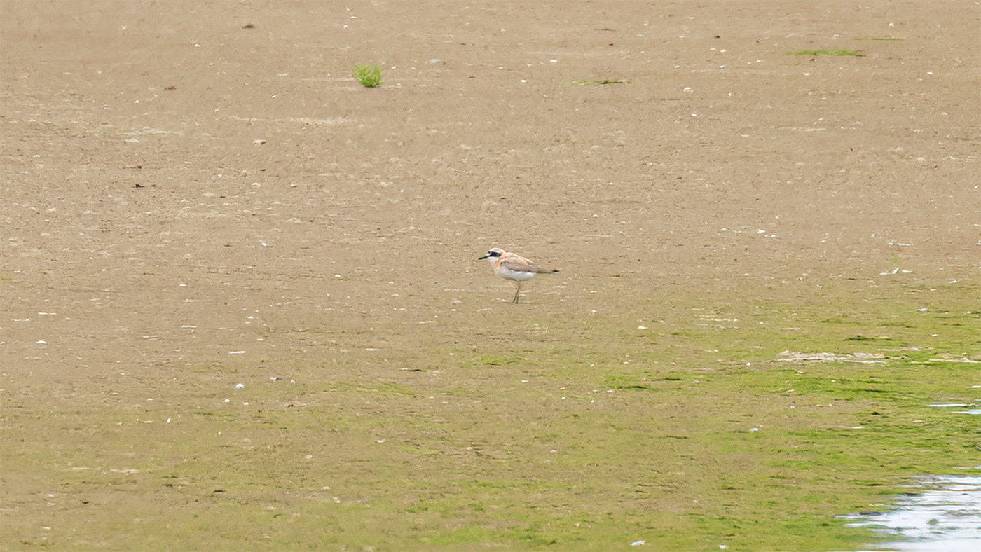 Greater Sand Plover | Charadrius leschenaultii