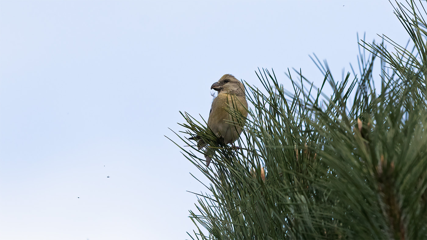 Parrot Crossbill | Loxia pytyopsittacus