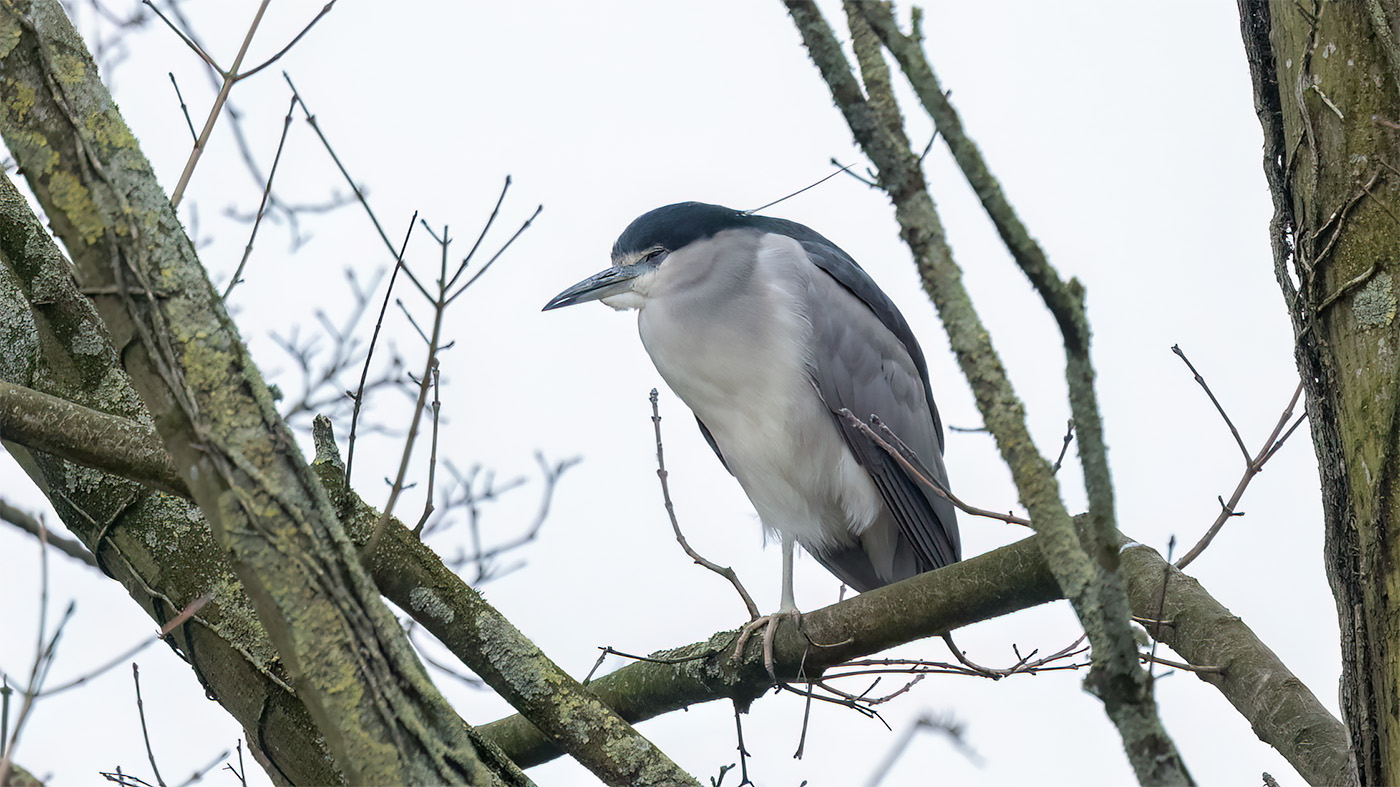 Black-crowned Night Heron | Nycticorax nycticorax | Photo made in Gapinge | 12-02-2023