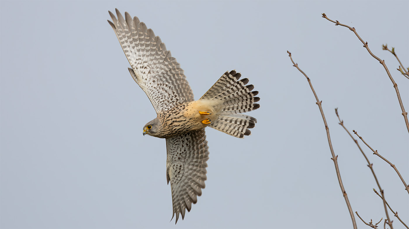 Common Kestrel | Falco tinnunculus | Photo made near Weurt | 22-02-2023