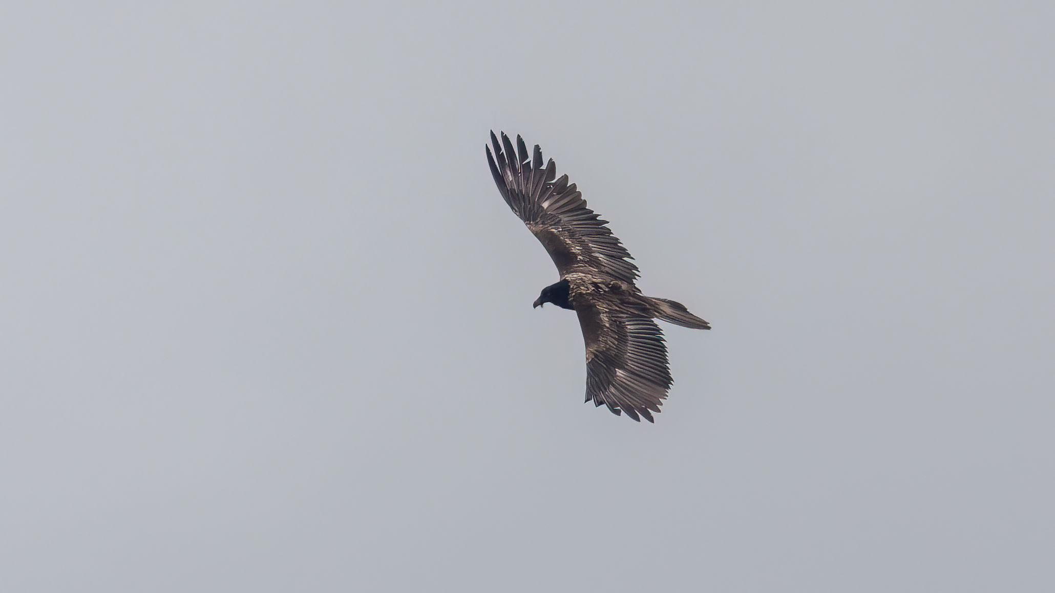 Bearded Vulture | Gypaetus barbatus | Photo made at the Veluwe | 28-04-2023