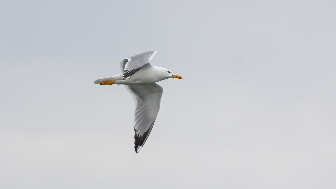 Yellow-legged Gull | Larus michahellis | Photo made at the Kraaijenbergse Plassen | 29-04-2023