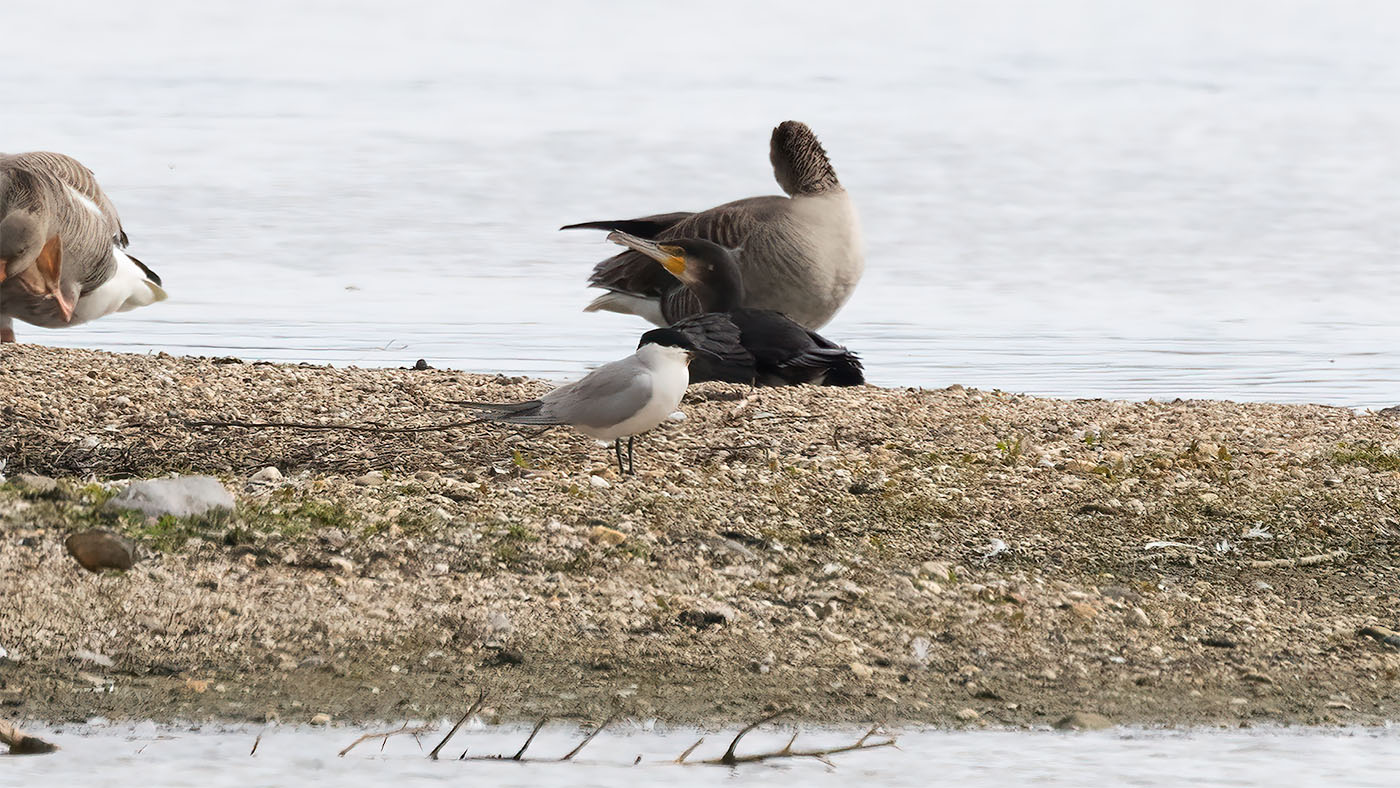 Gull-billed Tern | Gelochelidon nilotica | Photo made at the Kraaijenbergse Plassen | 29-04-2023