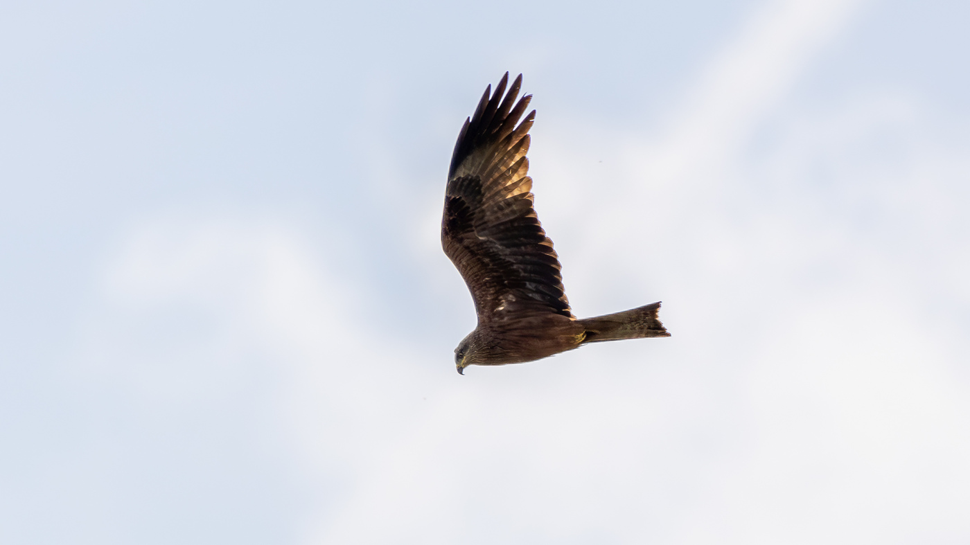 Black Kite | Milvus migrans | Photo made at the migration site Brobbelbies Noord | 06-05-2023