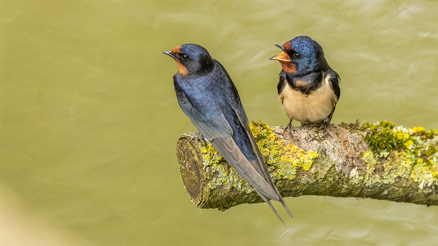 Barn Swallow | Hirundo rustica | Photo made at the Oostvaardersplassen | 07-05-2023