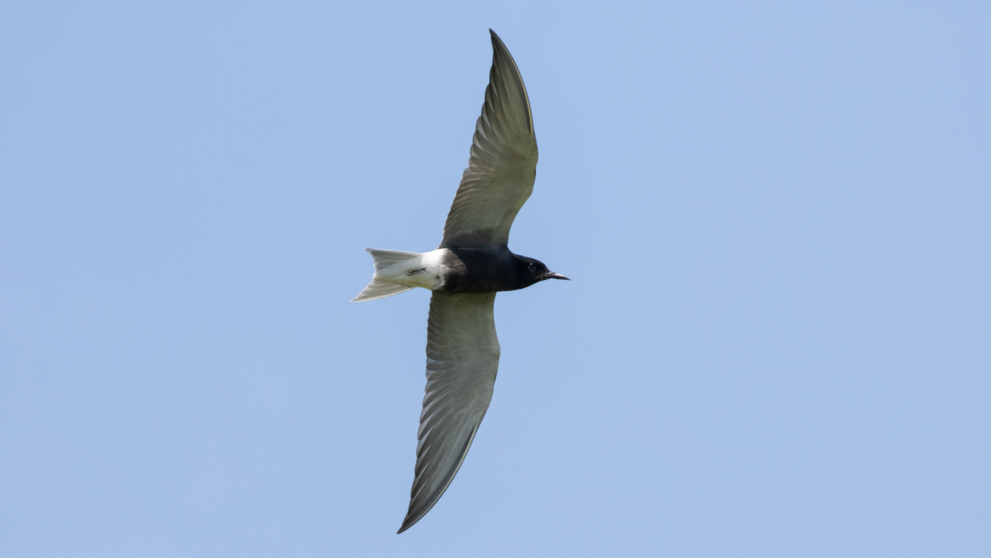 Black Tern | Chlidonias niger | Photo made at the Zouweboezem | 17-05-2023