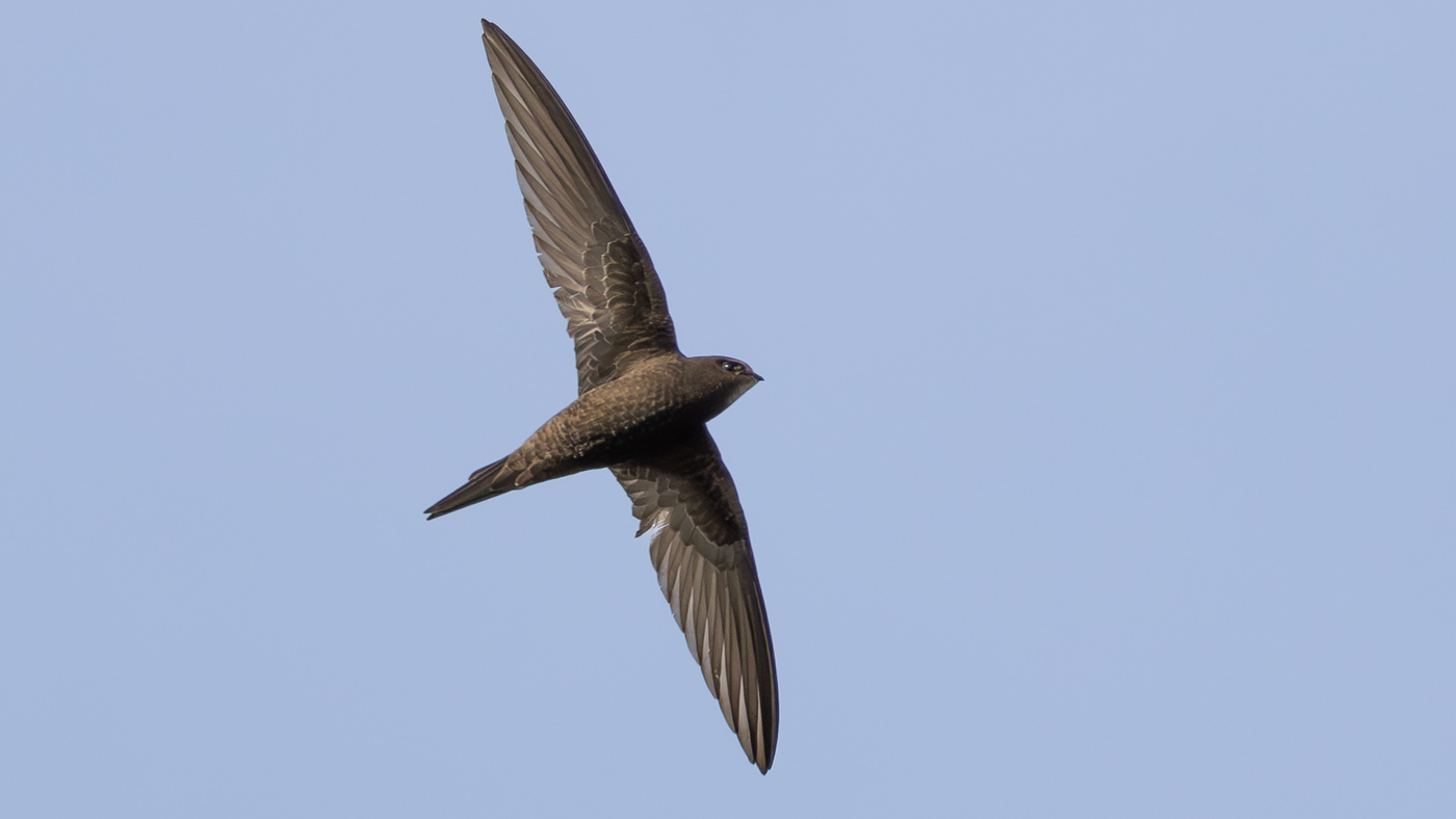 Common Swift | Apus apus | Photo made in the Maashorst | 29-05-2023