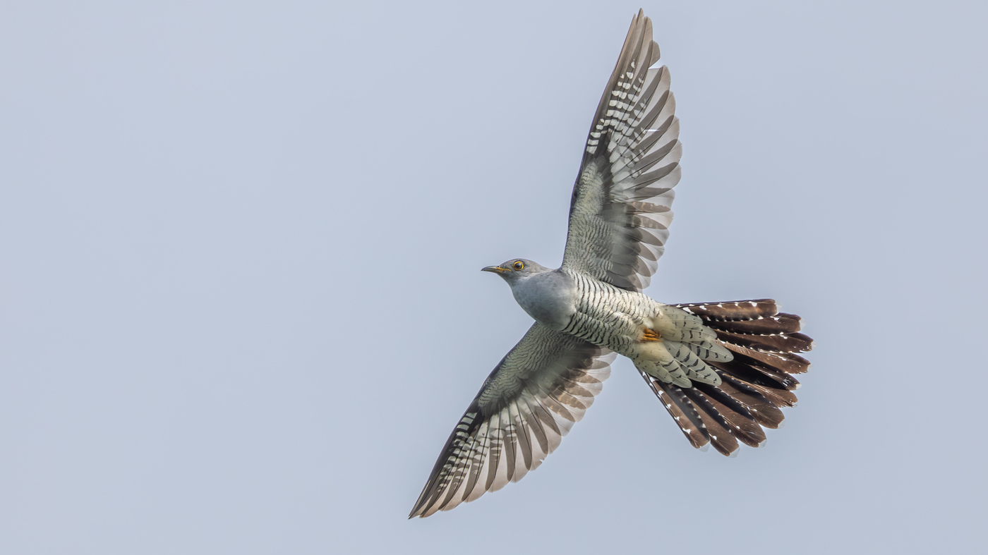 Common Cuckoo | Cuculus canorus | Photo made at the Kleuter | 29-05-2023