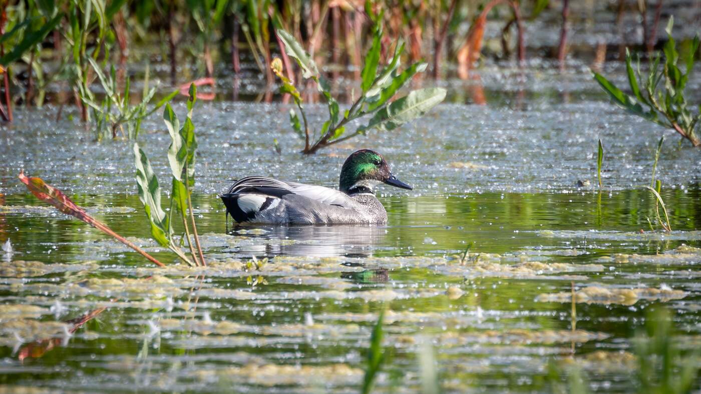 Falcated Duck | Mareca falcata | Photo made near Vlaardingen | 09-06-2023