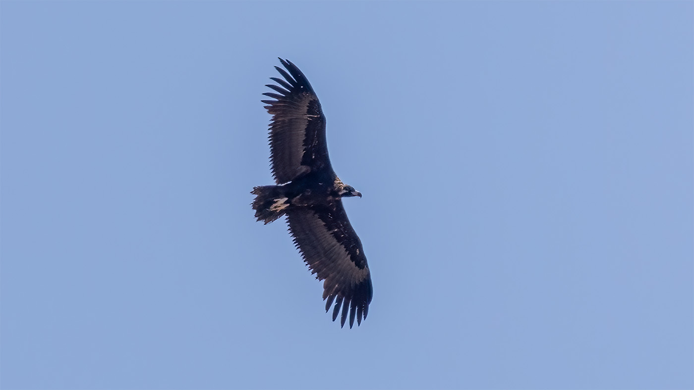 Cinereous Vulture | Aegypius monachus | Photo made at Santana de Cambas in Portugal | 24-06-2023