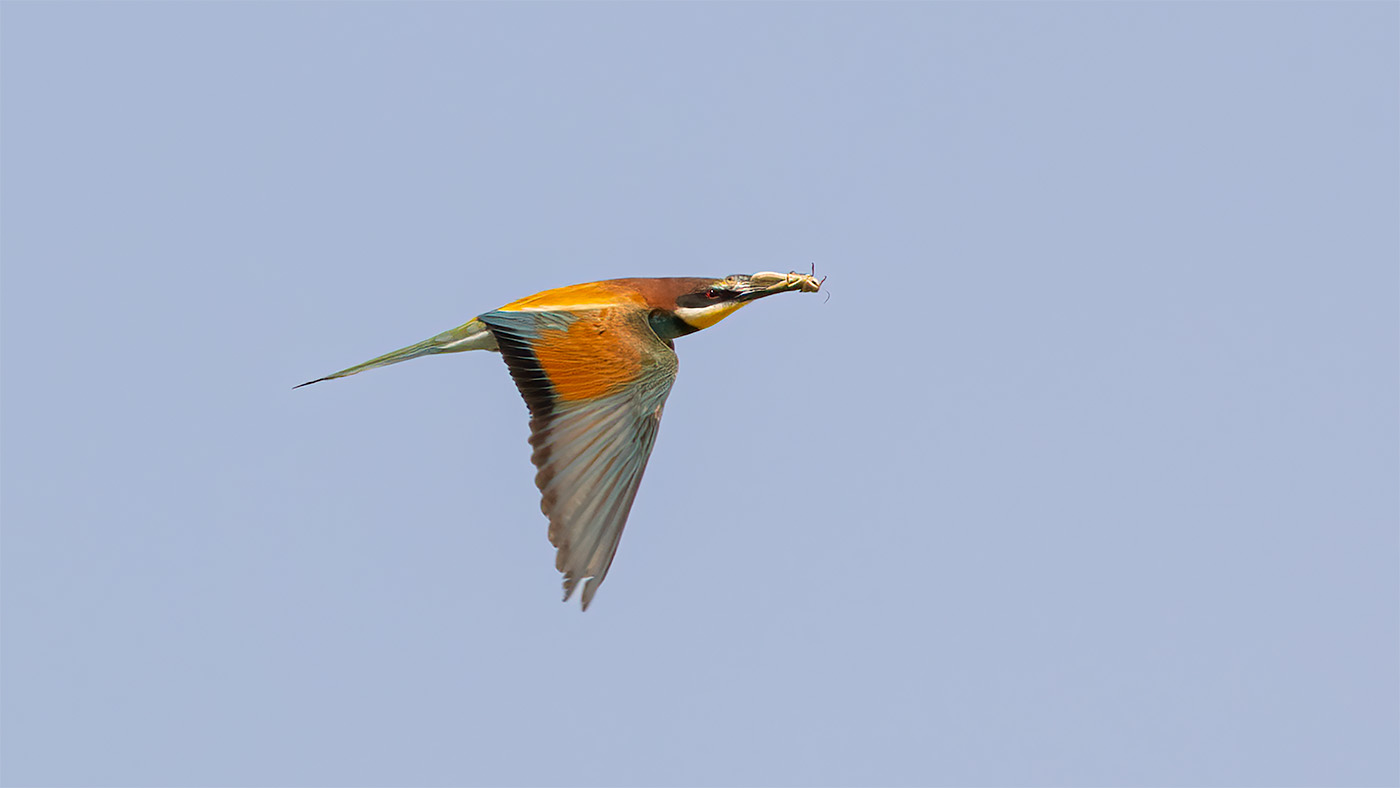 European Bee-eater | Merops apiaster | Photo made at Nuevo Rocio in Spain | 25-06-2023