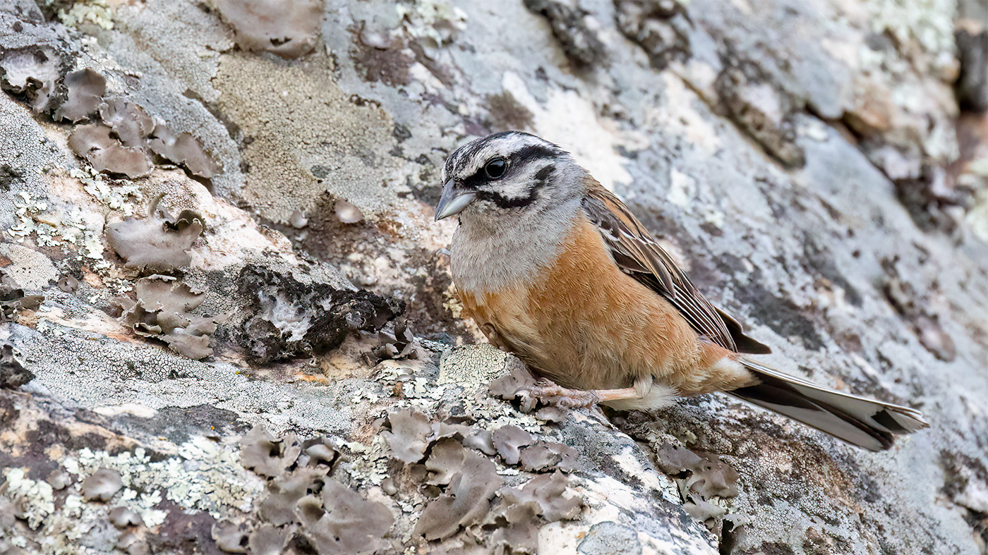 Rock Bunting | Emberiza cia | Photo made at Alange in Spain | 25-06-2023