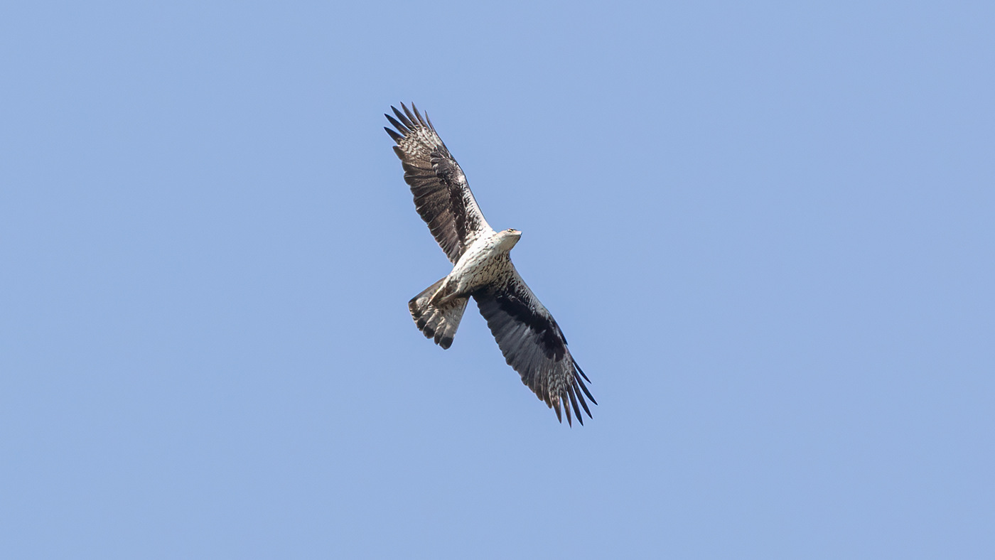 Bonelli's Eagle | Aquila fasciata | Photo made at El Chorro in Spain | 26-06-2023