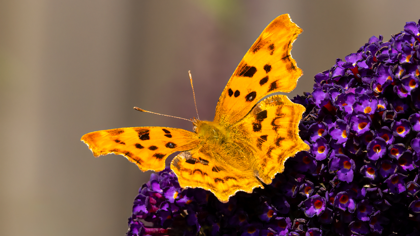 Comma Butterfly | Polygonia c-album | Photo made in Uden | 30-06-2023