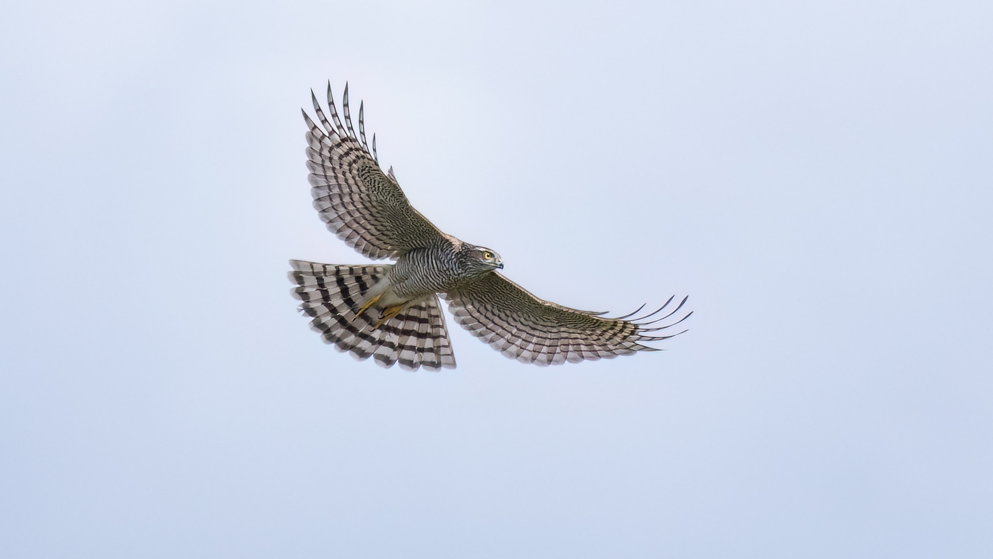 Eurasian Sparrowhawk | Accipiter nisus | Photo made at the migration site Brobbelbies Noord | 08-08-2023