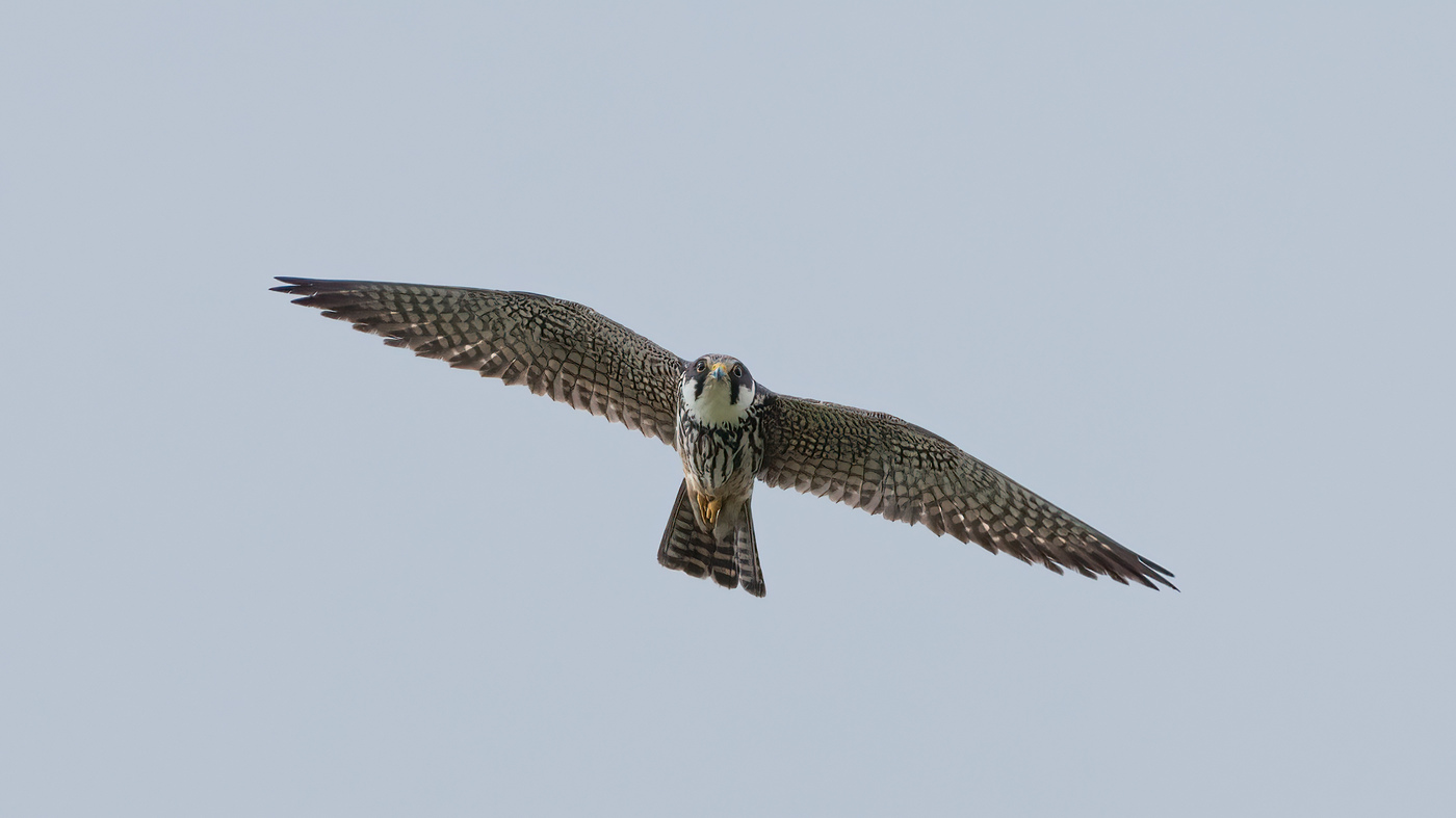 Eurasian Hobby | Falco subbuteo | Photo made at the migration site Brobbelbies Noord | 15-08-2023