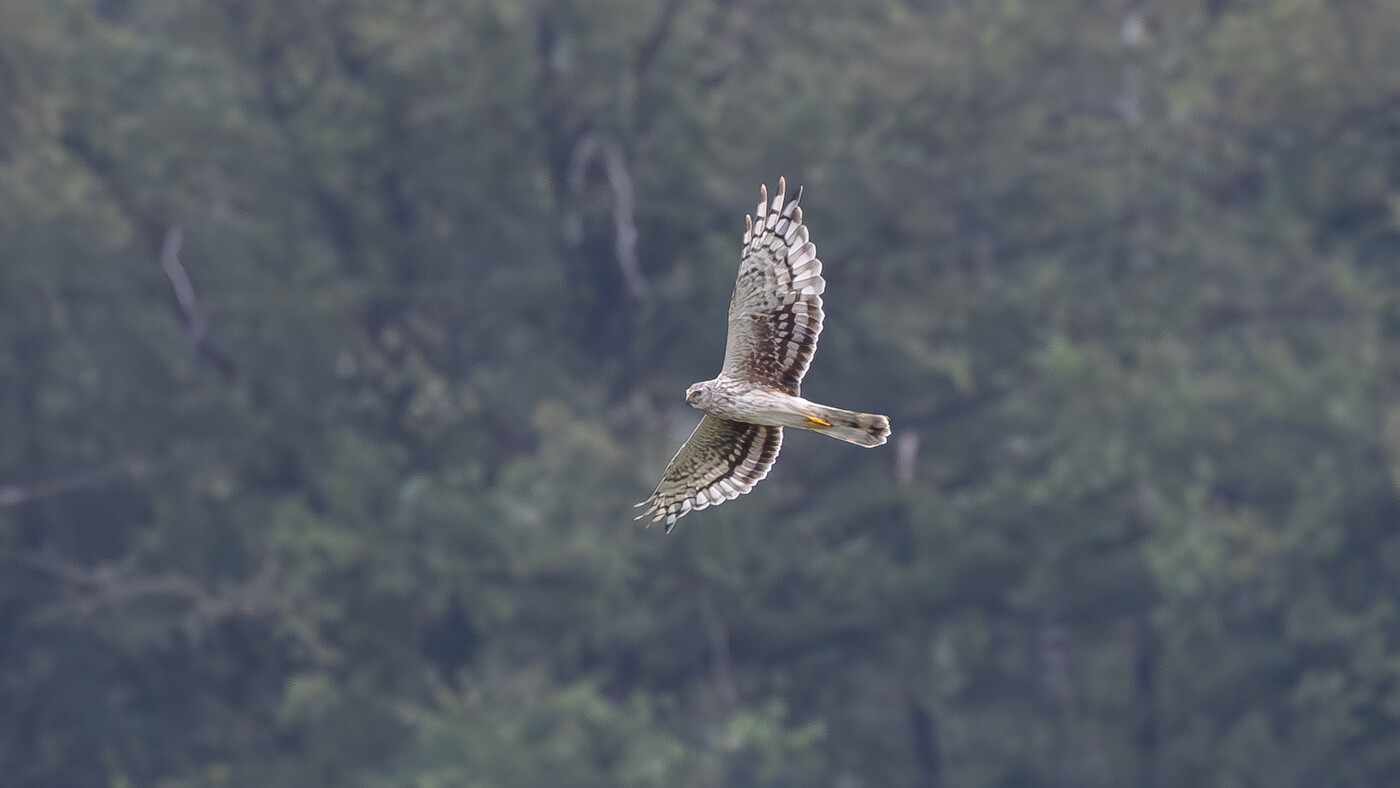 Hen Harrier | Circus cyaneus | Photo made at the migration site Brobbelbies Noord | 19-08-2023