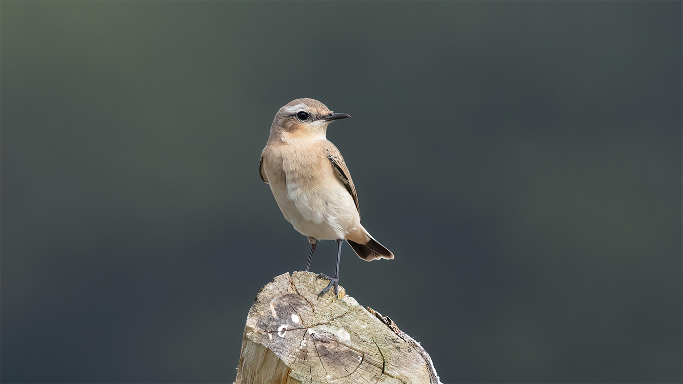 Northern Wheatear | Oenanthe oenanthe | Photo made at the migration site Brobbelbies Noord | 22-08-2023