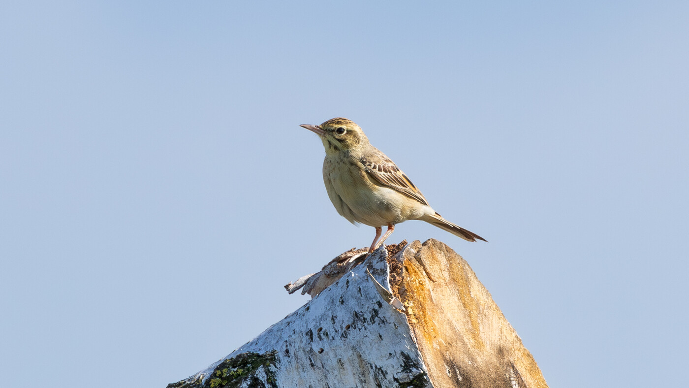 Tawny Pipit | Anthus campestris | Photo made at the migration site Brobbelbies Noord | 31-08-2023