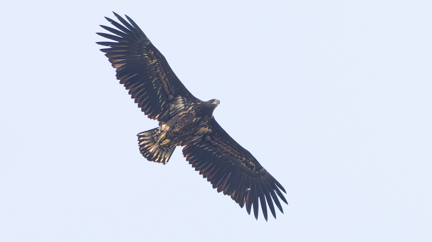 White-tailed Eagle | Haliaeetus albicilla | Photo made at the Brobbelbies Noord | 30-09-2023