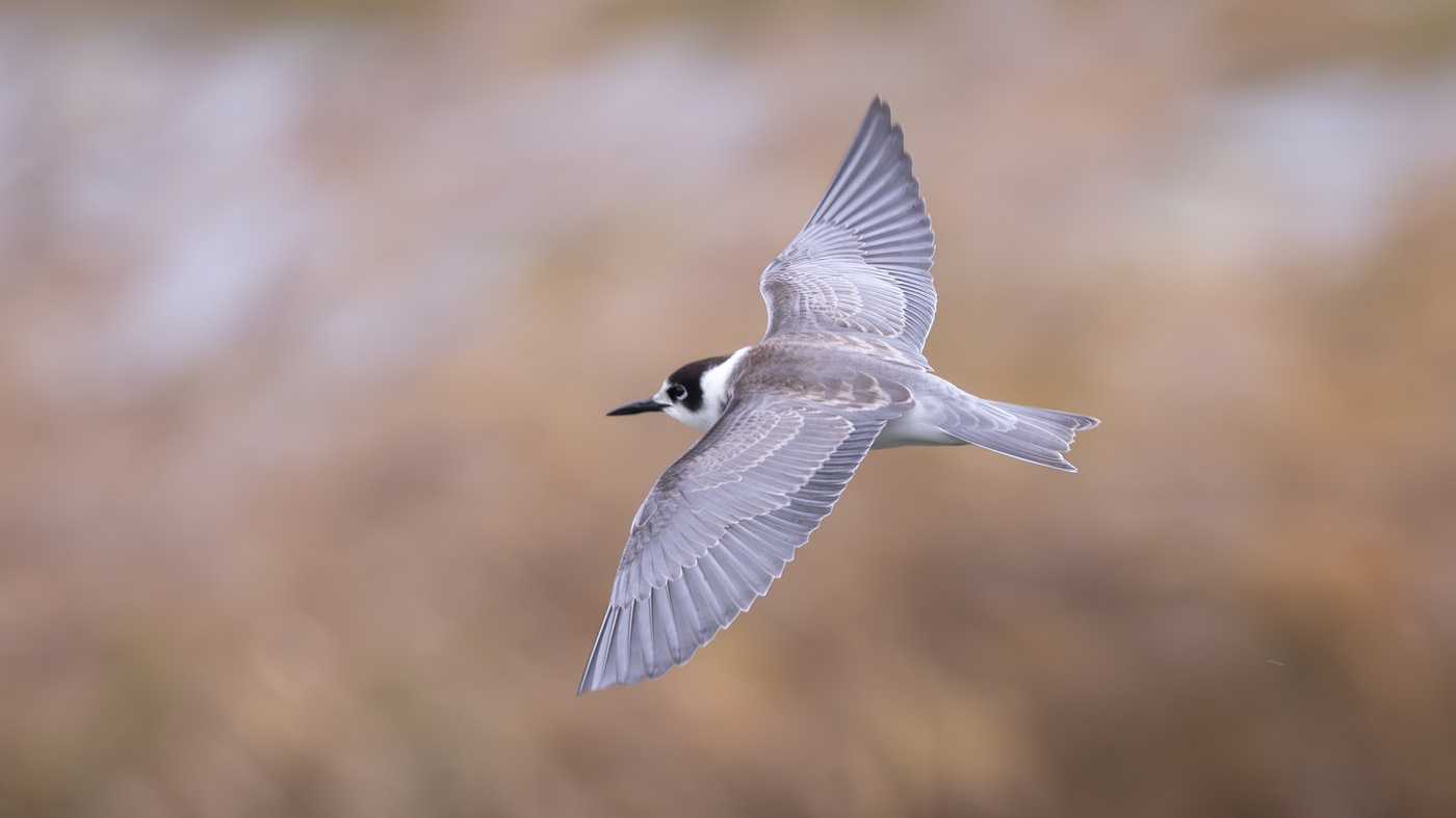 Black Tern | Chlidonias niger | Photo made at Heerhugowaard | 08-11-2023