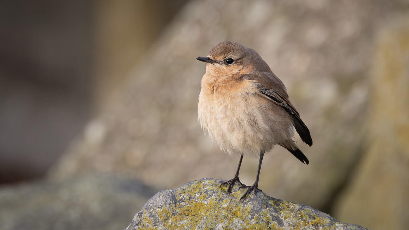 Northern Wheatear | Oenanthe oenanthe | Photo made at Stroe | 03-12-2023