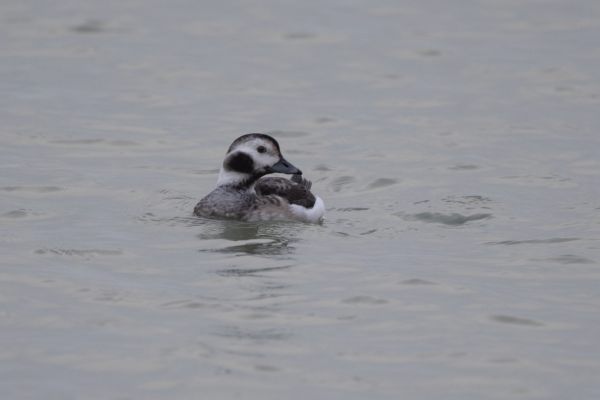 Long-tailed Duck