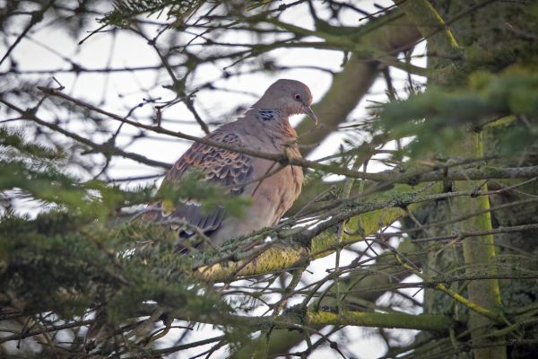 Oriental Turtle Dove