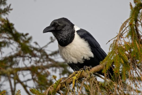 Pied Crow