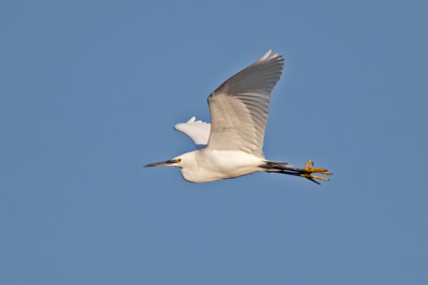 Little Egret