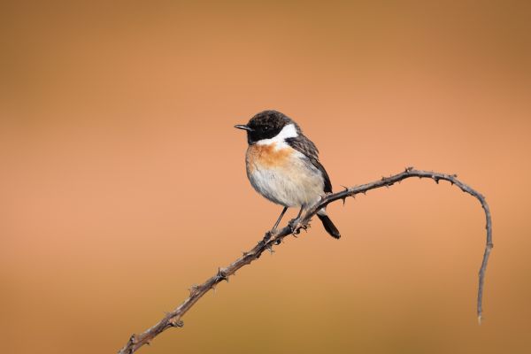 European Stonechat