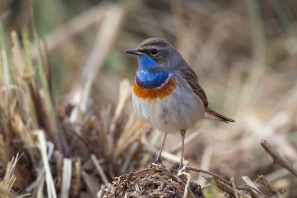 Bluethroat