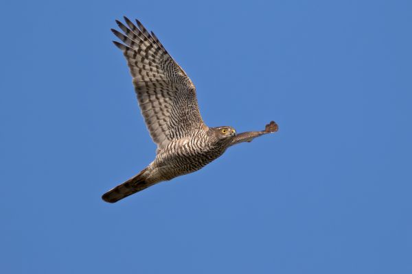 Eurasian Sparrowhawk