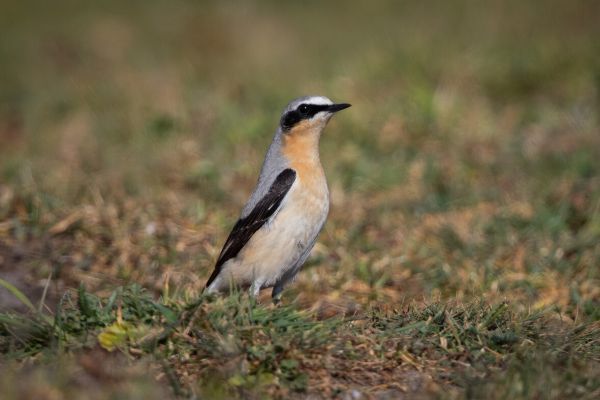Northern Wheatear