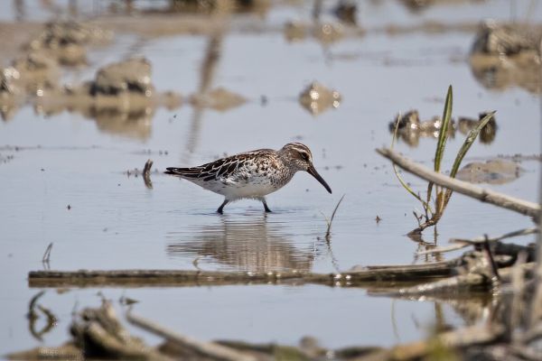 Broad-billed Sandpiper