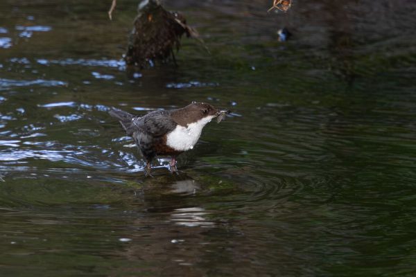 White-throated Dipper