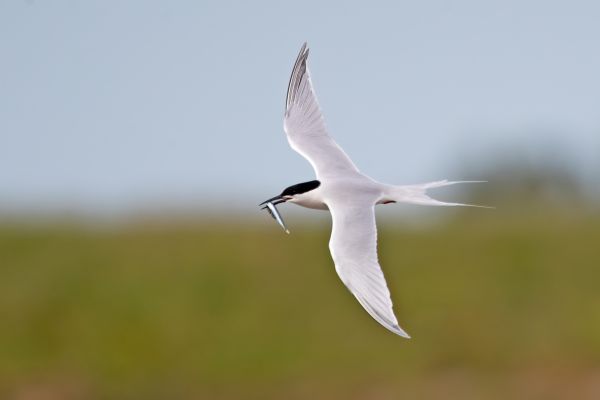Roseate Tern