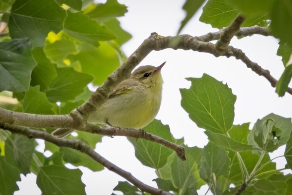 Green Warbler