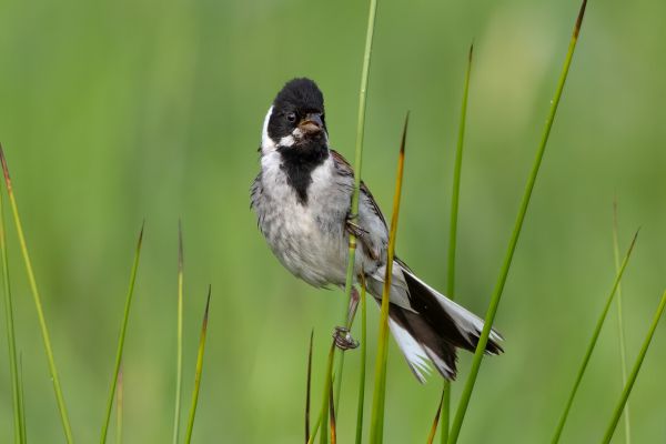 Common Reed Bunting