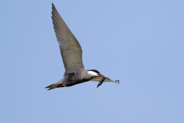 Whiskered Tern
