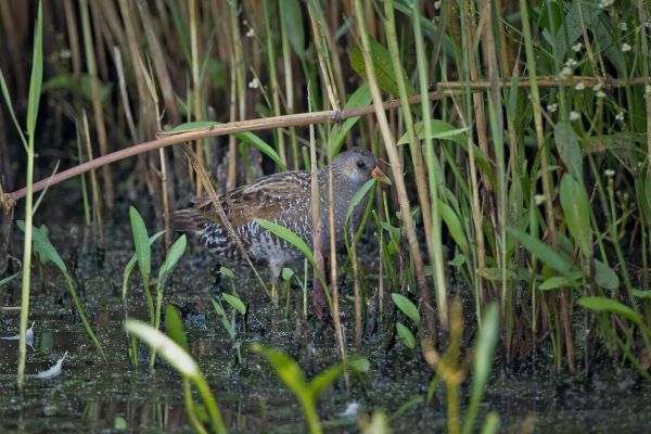 Spotted Crake