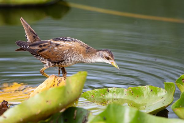 Little Crake