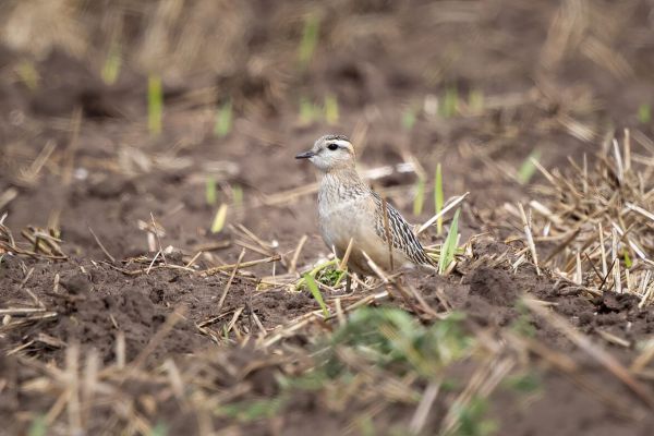 Eurasian Dotterel