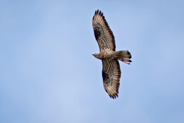 European Honey Buzzard