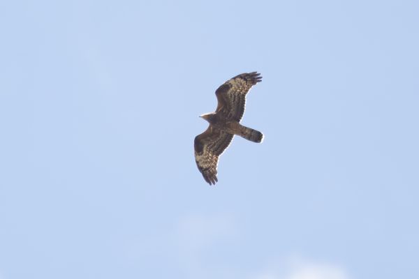 European Honey Buzzard