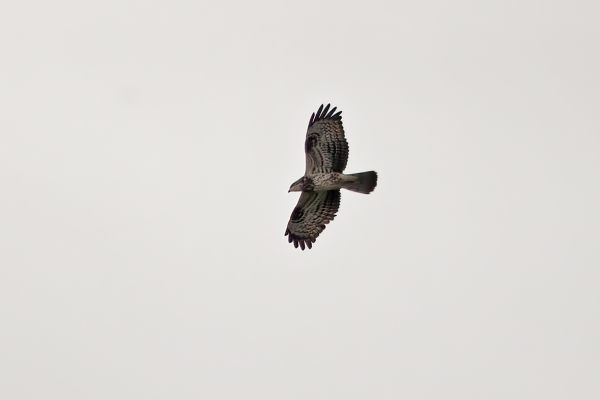 European Honey Buzzard