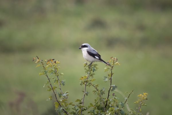 Lesser Grey Shrike
