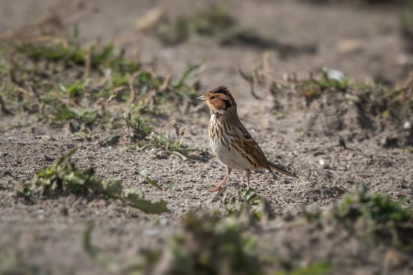Little Bunting
