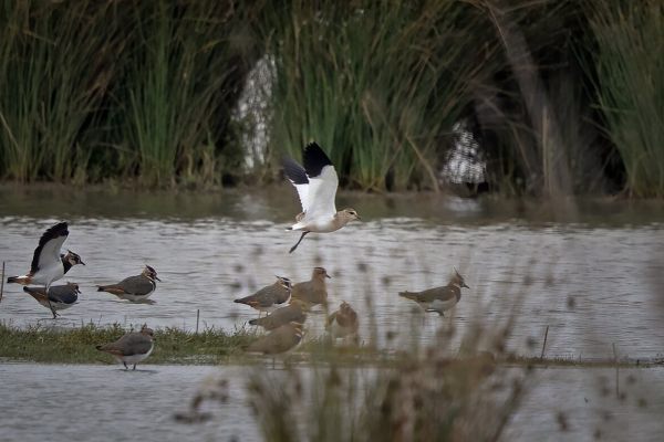 Sociable Lapwing